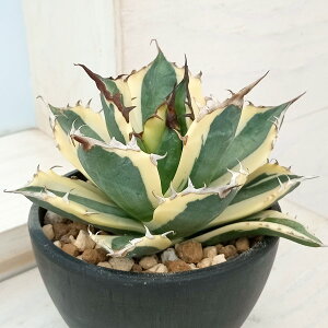 ϗtA/[UEt@[ZNg][]AKxF`^m^@XiOgD[X@3.5A23-01