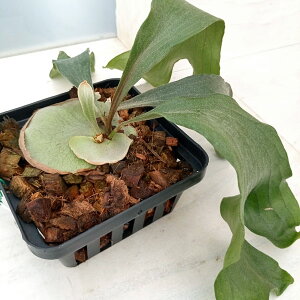 ϗtA/[UEt@[ZNg]i킯jrJNV_iREjFq[07iKGTCj14.5cm|bg23-02