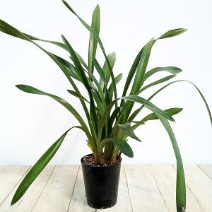 R쑐̕c/VrW[FtHASbgt[c4|bg