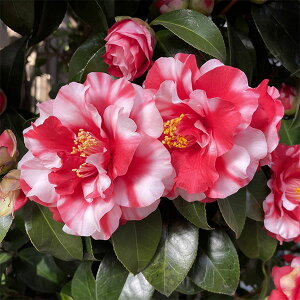 �Ԗ� ��؂̕c/�ցi�c�o�L�j�F���_�y�i�_�C�J�O���j4���|�b�g