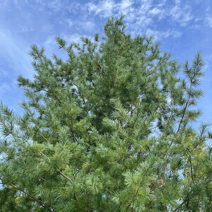 Ԗ ؂̕c/}cijF`EZSE}c70cm