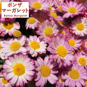 Ԃ̕c/[]{U}[KbgFTCYsN3.5|bg20Zbg(R)