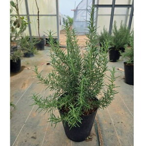 n[u̕c/[Y}[ijFZCiZCj7A