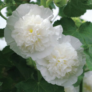 Ԃ̕c/AZAi^`AICjF`^[Y zCg3|bg