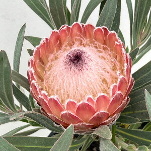 Ԗ ؂̕c/[UEt@[ZNg]veAFWGbg7A**