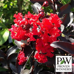 Ԗ ؂̕c/TXxiSgjFZ^[Xe[W bh5A