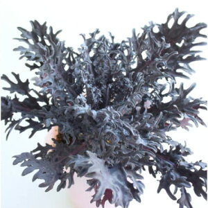 Ԃ̕c/n{^FVo[3-3.5|bg 12Zbg