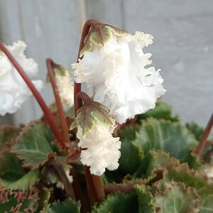 Ԃ̕c/VNi~jjFojzCg3-3.5|bg