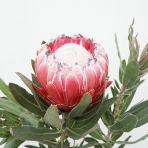 Ԗ ؂̕c/[UEt@[ZNg]veAFI[XgXsN 7A25-03