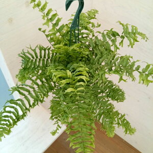 ϗtA/ltsXFrZ^itBbVe[t@[j 5݂蔫