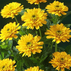 Ԃ̕c/wATXihPЂ܂jFؕP3|bg