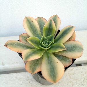 ϗtA/AGIjEFTo[Xg@2.5|bg