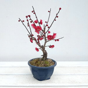 Ԗ ؂̕c/niEiԔ~jFxqiǂ肱j~͎d4A