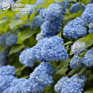 Ԗ ؂̕c/AWTCFGhXT}[UIWi 3.5|bg