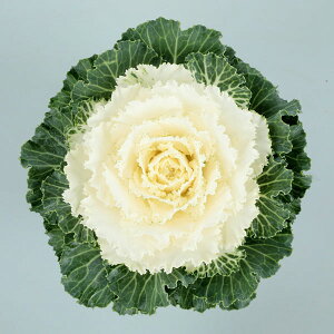 Ԃ̕c/n{^F[u zCg3.5|bg