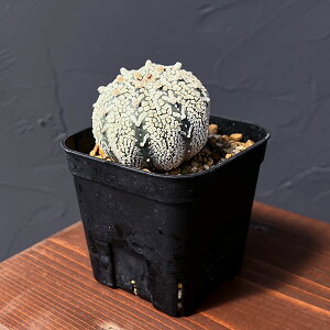 ϗtA/AXgtBcF V^Cv 6cmXNGA23-10