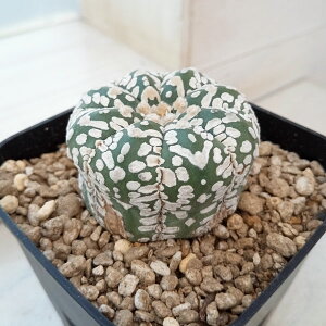 ϗtA/i킯jAXgtBcF V^Cv 6cmXNGA23-50