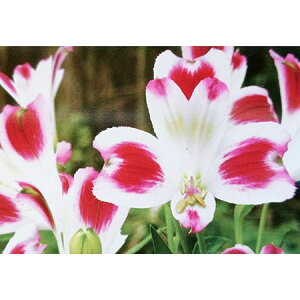 Ԃ̕c/AXgAFu~[3.5|bg