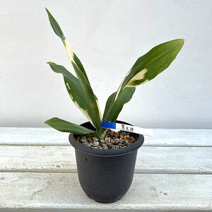 ϗtA/IgiNjFhG q2`3N 3.5|bg