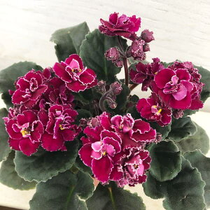 Zg|[AFAi_iCbhj3.5AJo[