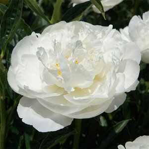 Ԃ̕c/VNNi䉖jF~X@AJ6|bg