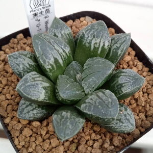 ϗtA/nI`AFEB[NGh×Q-Tip 2.5p|bg