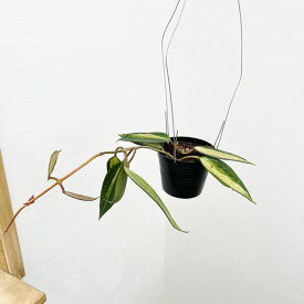 観葉植物/ホヤ：マルコフィラバリエガータ　4号吊り鉢