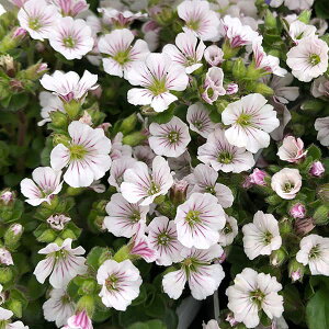 Ԃ̕c/Wv\tB ZX`ICfX3|bg 6Zbg