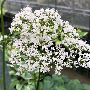 Ԃ̕c/oAiEItBViX3.5|bg