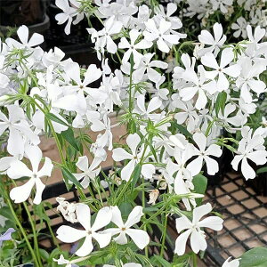 Ԃ̕c/tbNXFfBoJ^ Cu[YiniVmuj3.5|bg