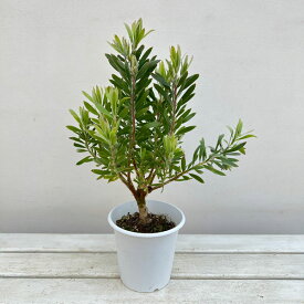 花木 庭木の苗/リューコスペルマム：ハイブリット　5号鉢植え
