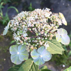 Ԗ ؂̕c/}AWTCFgTNtEiyΕj4|bg