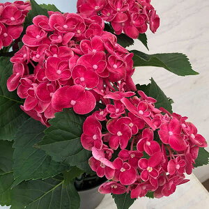 Ԗ ؂̕c/AWTCFJ[[E[[isNj3.5|bg