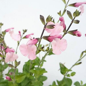 Ԃ̕c/`F[Z[WF_VOh[2.5-3|bg