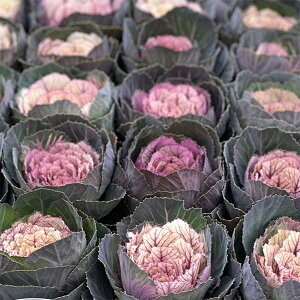 Ԃ̕c/n{^FtXR EH[NbN3|bg