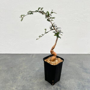 ϗtA/IyNJAFfJ[ ij 3.5A24-02