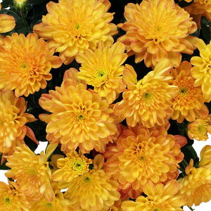 Ԃ̕c/K[f}FfBbg@IW3.5A