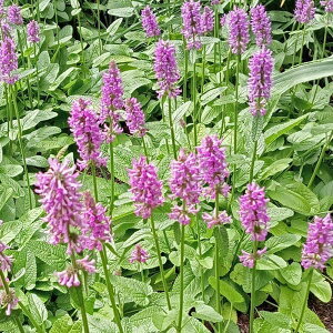 Ԃ̕c/X^LXFjGiItBViXj3.5|bg