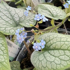 Ԃ̕c/ulF}NtB WbNtXg3.5|bg