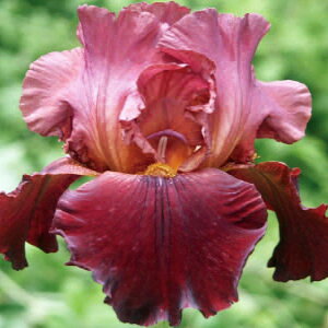 Ԃ̕c/W[}ACXFtHW[t@C[3.5|bg