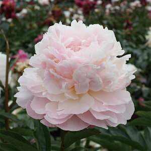 Ԃ̕c/VNNi䉖jFAo[gN[Y4|bg