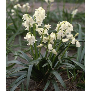 /V[F肪ˑ@ 6 3܃Zbg