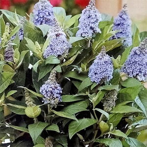 Ԗ ؂̕c/ubhAFo^tCLfB[ XC[gn[g5|bg