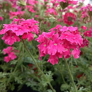 Ԃ̕c/o[xiFel [Y@3|bg 2Zbg