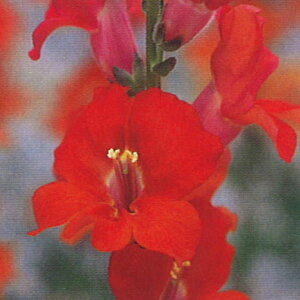 Ԃ̕c/LM\EijFeBJ[x։ԁiAeB[NENo5j3|bg 12Zbg