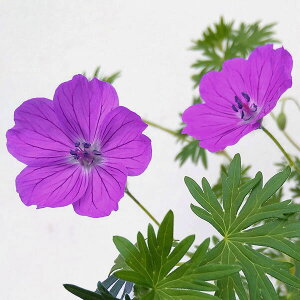 Ԃ̕c/QjEFTMlE rWoCIbg3-3.5|bg[5`6J Aɂh]