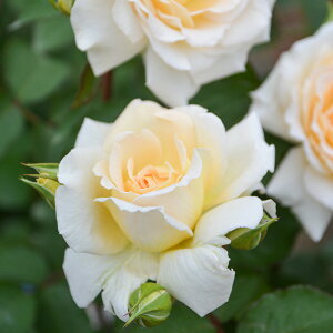 o̕c/TEIGeBXEvObVIFigREj6pA*