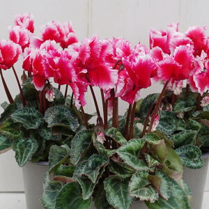 Ԃ̕c/VNFFTibhnj3|bg