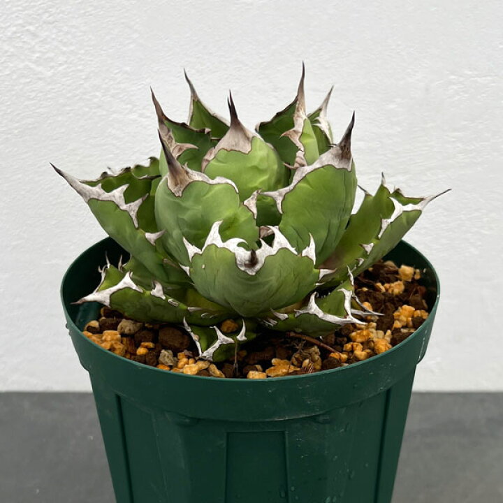 楽天市場】観葉植物/[ザ・ファームセレクト][送料無料]アガベ  