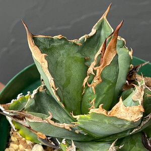 ϗtA/i킯jAKxF`^m^ zCgt@CA 4A23-02